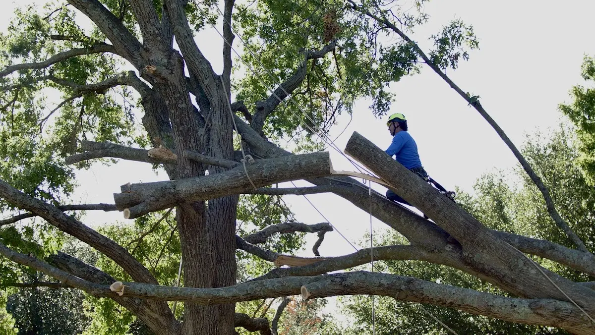 Professional Hazardous Tree Removal performed by certified arborists in Eldridge